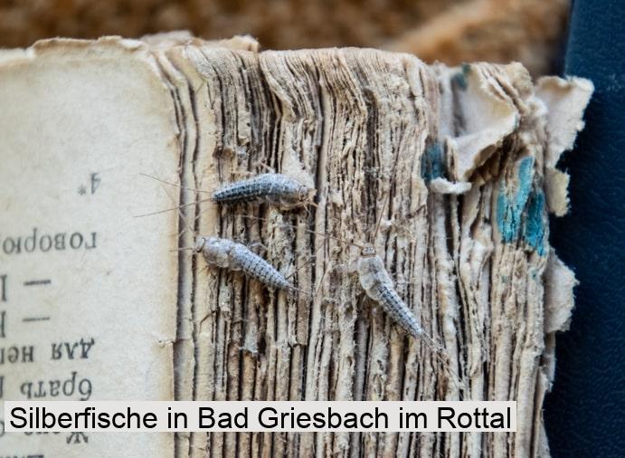 Silberfische in Bad Griesbach im Rottal